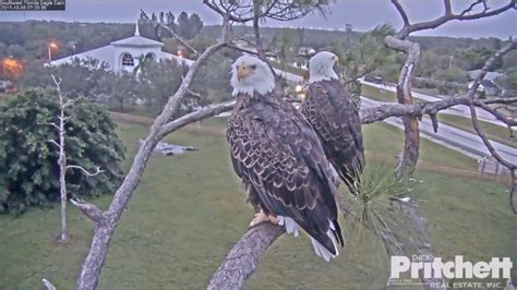 sw fl eagle cam|swfl eagle cam 2021.